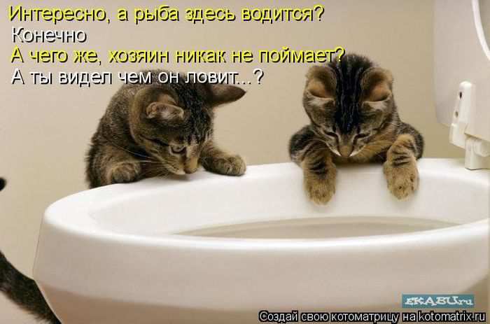 Кошарики :) Кошарики :)