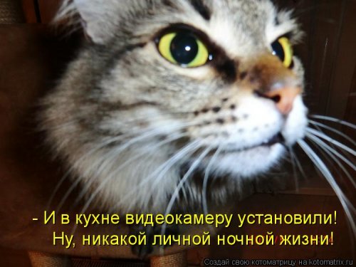 Лучшая котоматрица недели Лучшая котоматрица недели позитив,смешные картинки,юмор