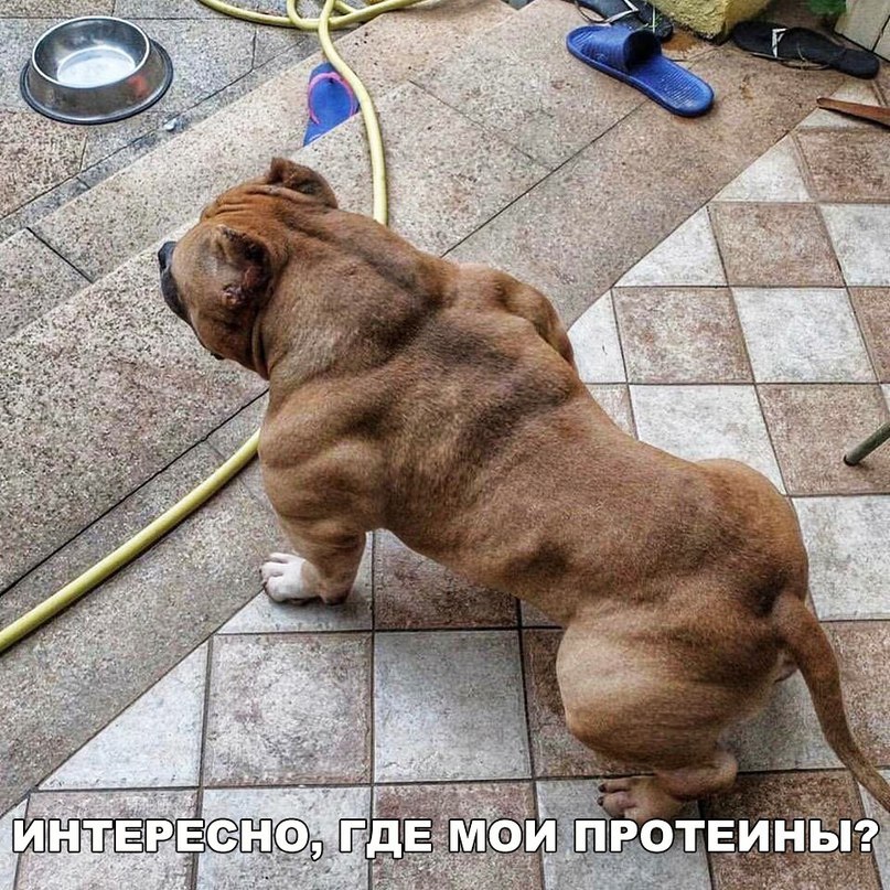 Веселые картинки и фото с надписями из сети Веселые картинки и фото с надписями из сети