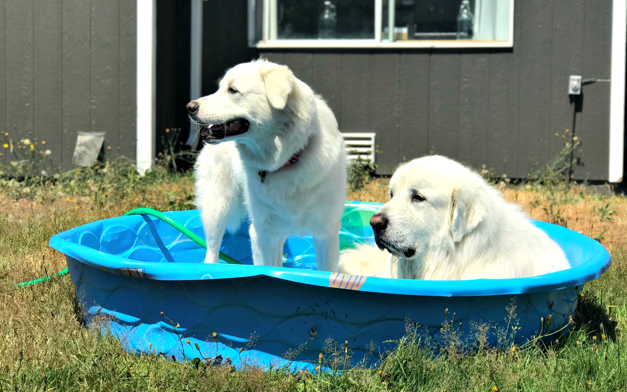 Summer can be rough, you guys. Even though we're in the PNW, we've had quite the heat this year. Here's how we keep cool, and 11 other Great Pyrenees trying to keep cool.