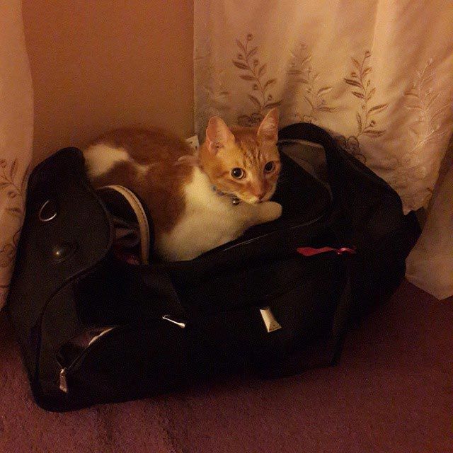 25 кошек, которые спят где угодно, кроме ваших коленей 25 кошек, которые спят где угодно, кроме ваших коленей