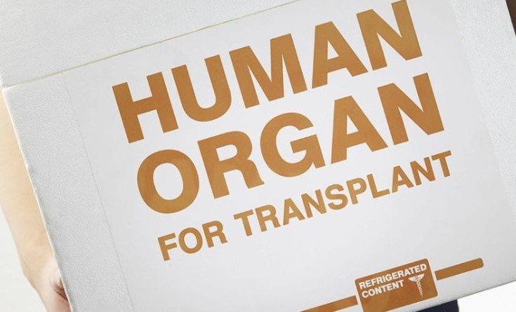 Прорыв в области трансплантации печени может вдвое сократить лист ожидания на пересадку