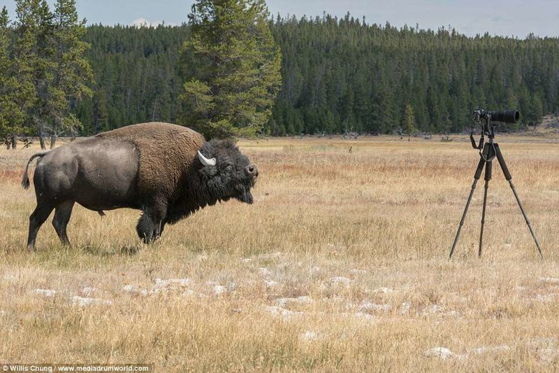Когда на тебя несется бизон тонной весом атака, бизон, животные, фотограф