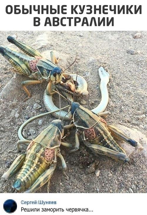 Подборка клевых картинок Подборка клевых картинок