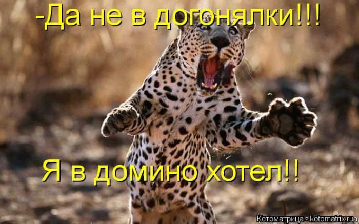 Кошарики :) Кошарики :)