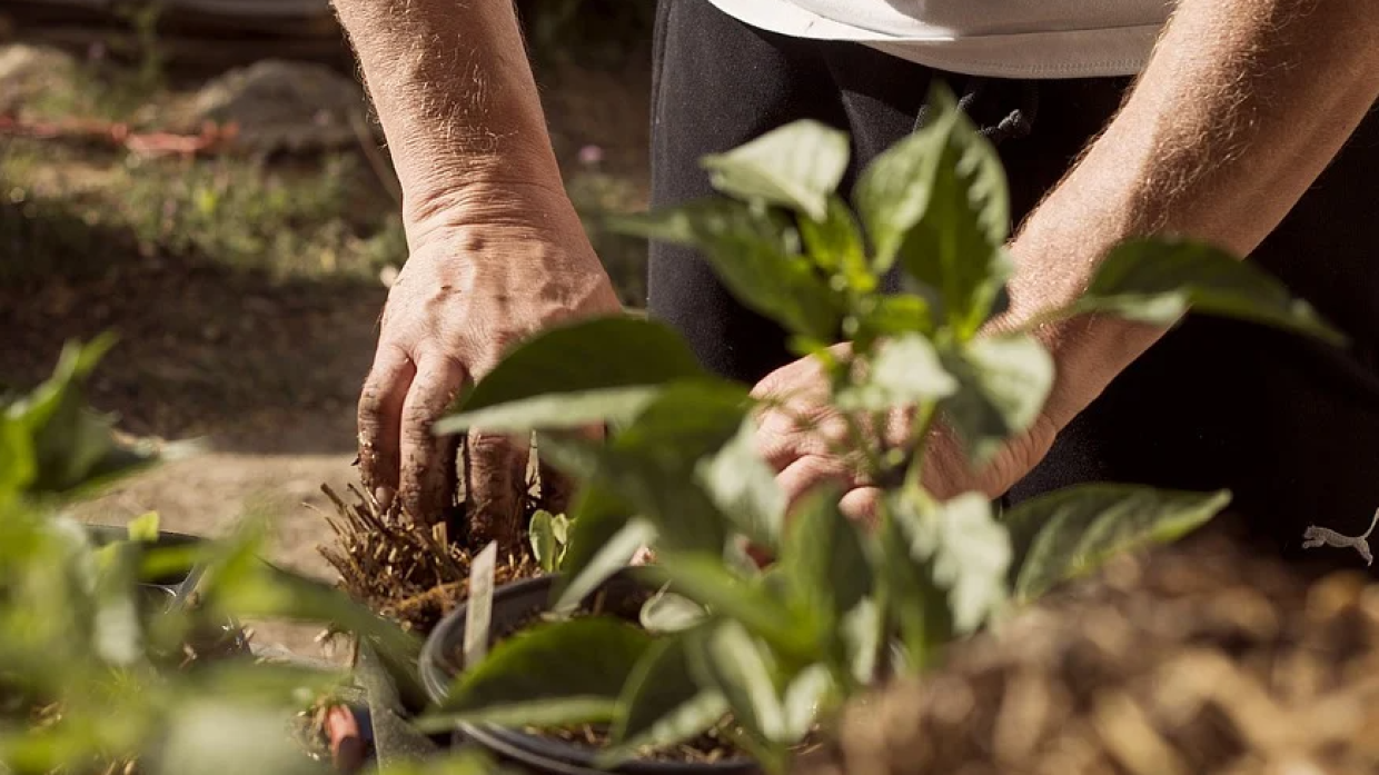 Неправильная посадка овощей может стать причиной плохого урожая