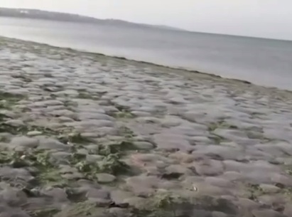Берега Крыма завалило медузами