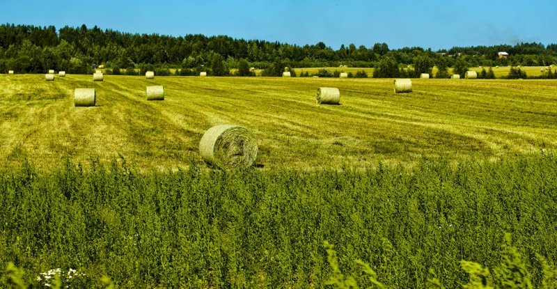 Красота (и пустота) русских полей аграрная культура, поле, россия, сельская местность, эстетика