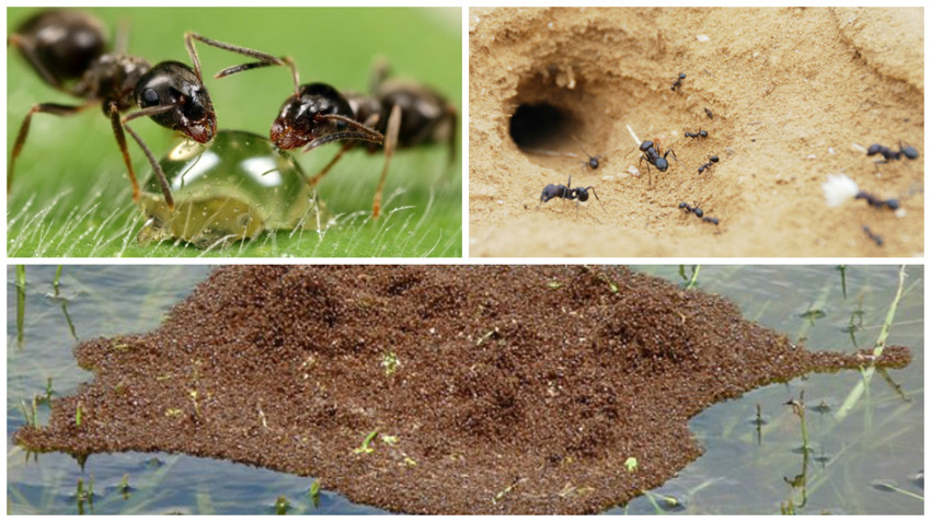 Картинки по запросу Тонущие муравьи