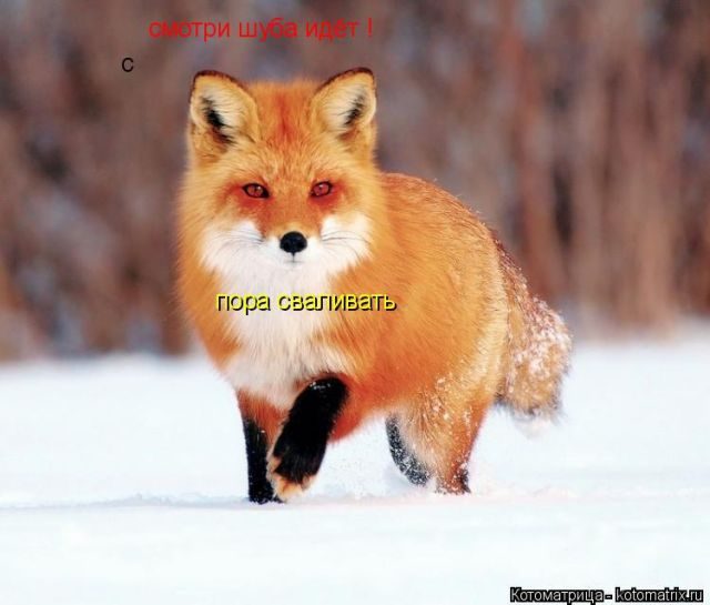 Самые смешные котоматрицы за прошедшую неделю