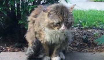 Увидев тоску и боль в его глазах, женщина поняла: кота надо спасать