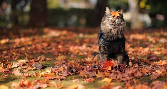 Приятно осенью быть кошкой... домашний очаг,животные,кошки,природа