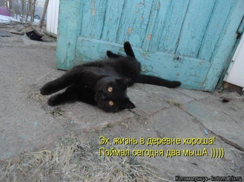 Самые смешные котоматрицы за прошедшую неделю Самые смешные котоматрицы за прошедшую неделю