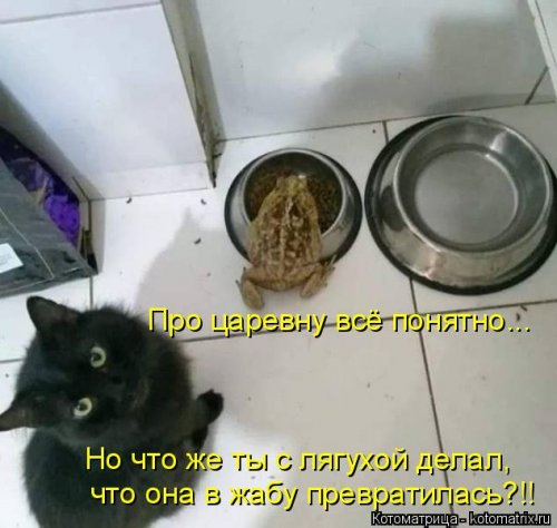 Лучшая котоматрица недели Лучшая котоматрица недели позитив,смешные картинки,юмор