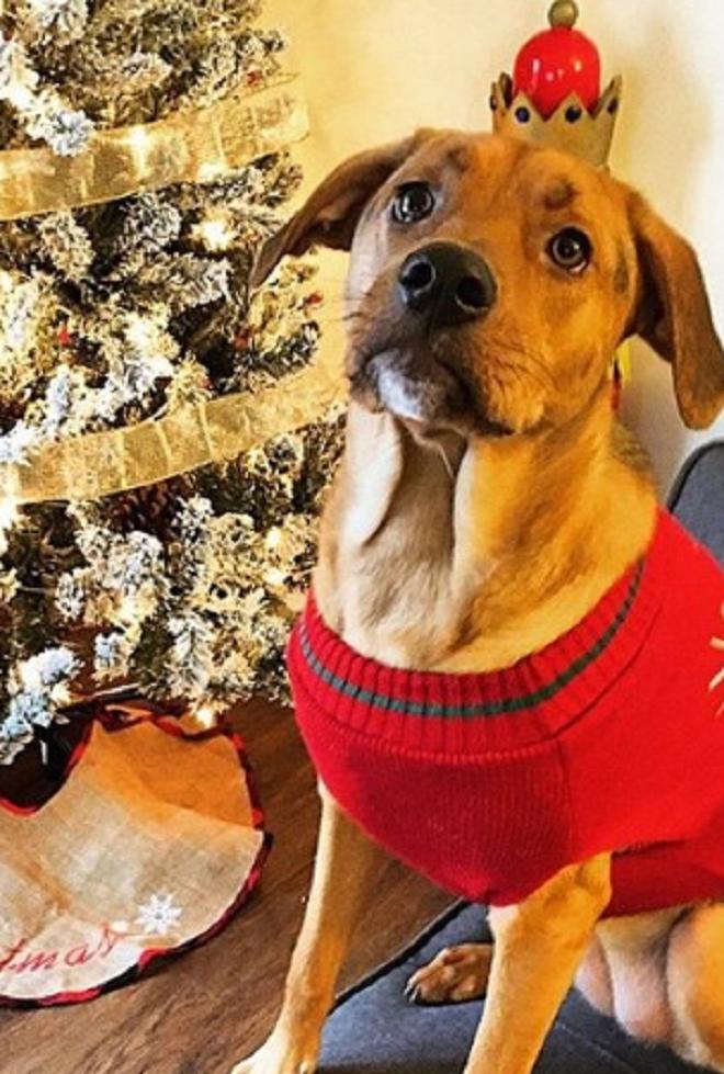 Собака сидит