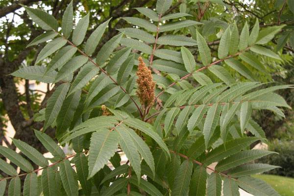 Природные яды на войне история