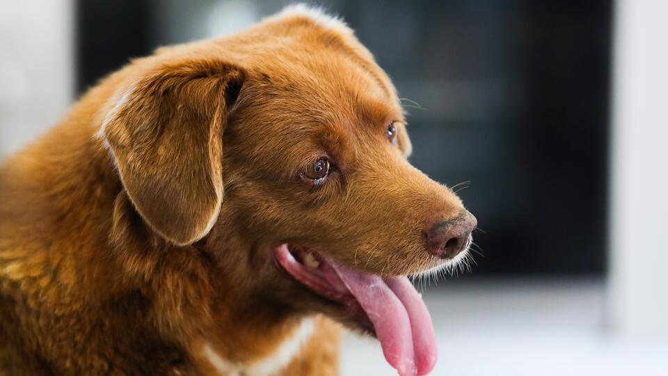 Живодер поджег будку с запертой внутри собакой в Ессентуках