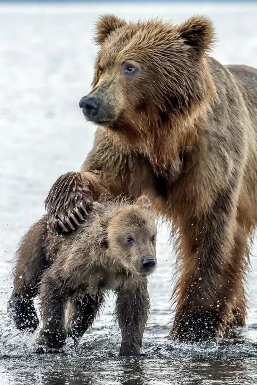 Мамочки и их детки Мамочки и их детки