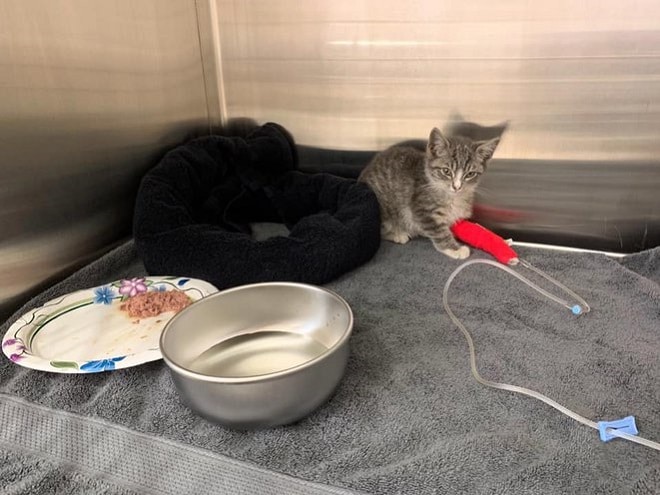 Больной котенок