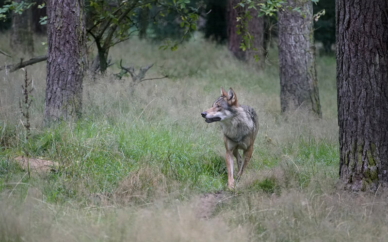 Волки редко живут поодиночке, но из-за большого размера территории, контролируемой небольшой стаей, возник миф об их стремлении к уединению. Фото jhenning/Pixabay