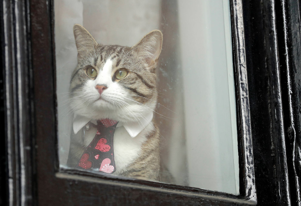 Усатый дипломат. Кот в окне посольства Эквадора в Лондоне