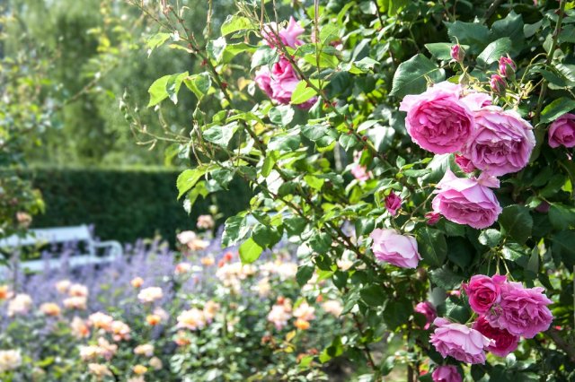8 самых частых проблем, которые могут возникнуть при выращивании роз цветы
