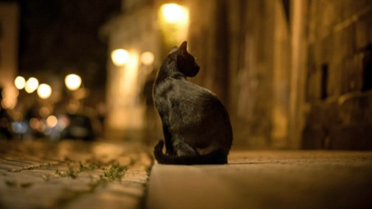 Полёты во сне или наяву