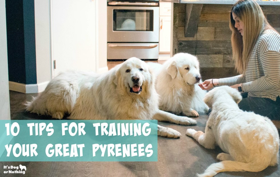 Are you struggling training a Great Pyrenees or just interested in improving your skills? Here are ten tips to train a Great Pyrenees.