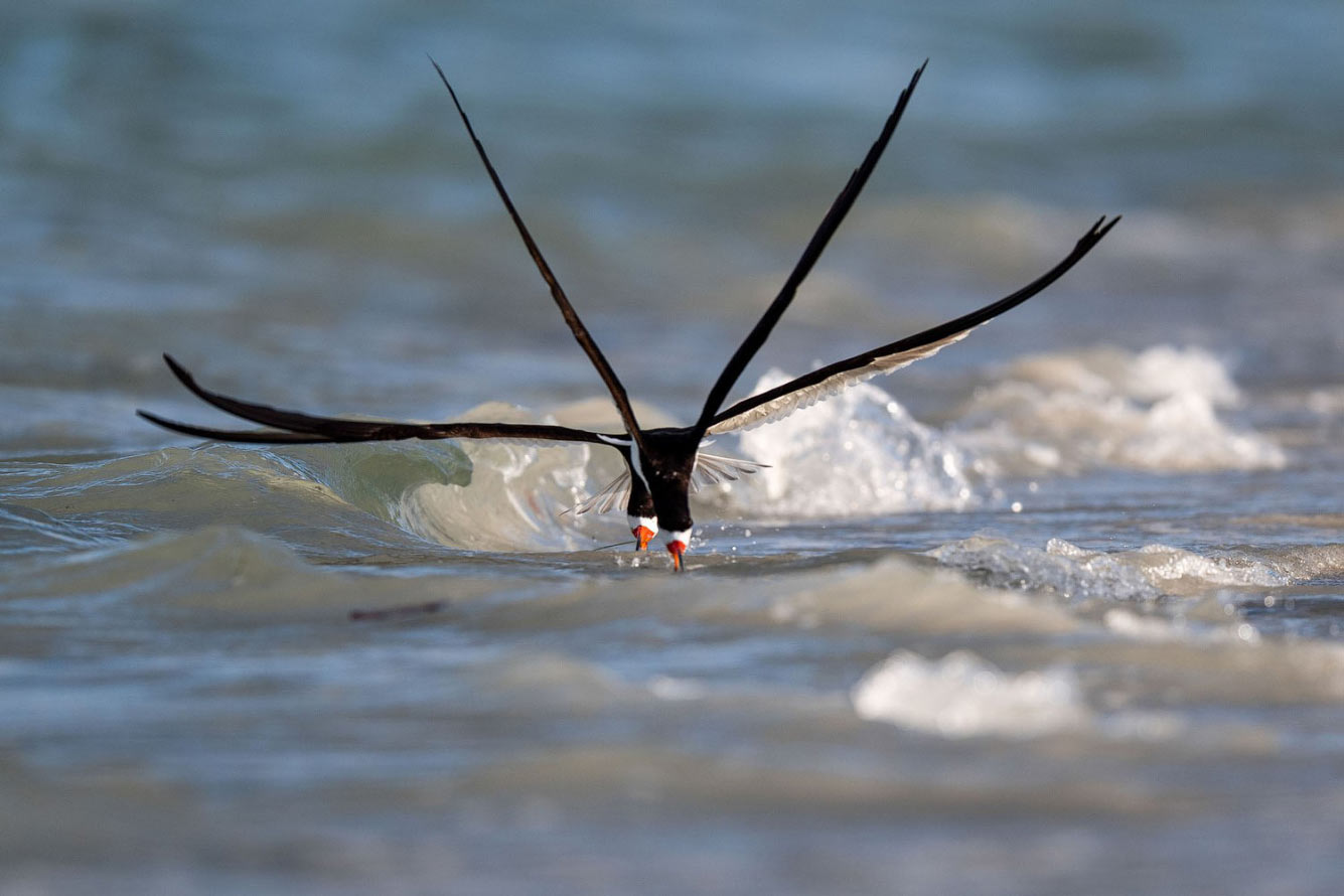 Птичий конкурс Audubon Photography Awards 2021 Audubon, Photography, семейства, птица, Timmis, Северной, птицами, крыльев, хохлатый, Длина, перепел, тетерев, Америки, AwardsБольшая, AwardsАмериканская, меньше, Suriano, Scott, цапля, размах