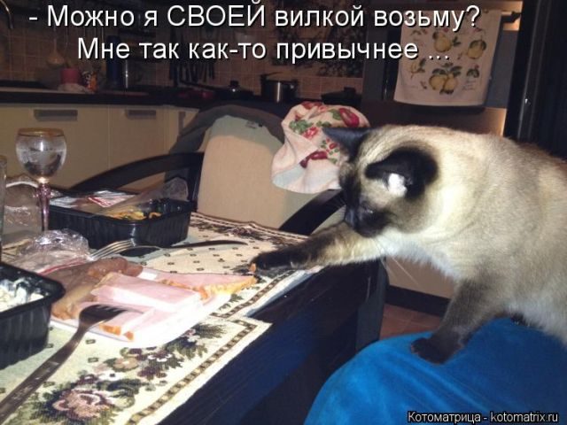 Самые смешные котоматрицы за прошедшую неделю