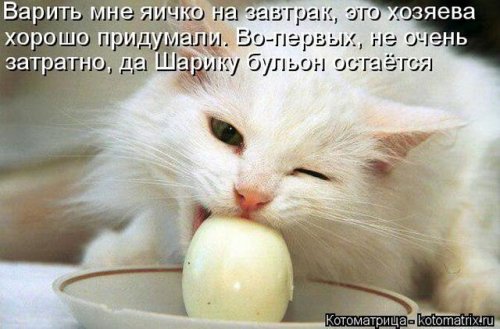 Новая котоматрица (36 фото)