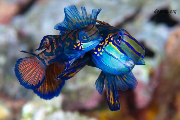 Потрясающая красота подводного мира (24 фото)