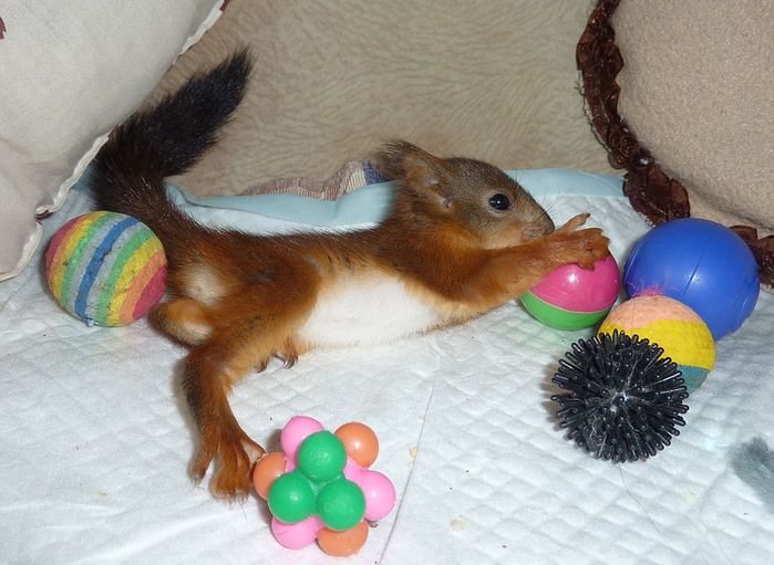 Животные, белка, позитив