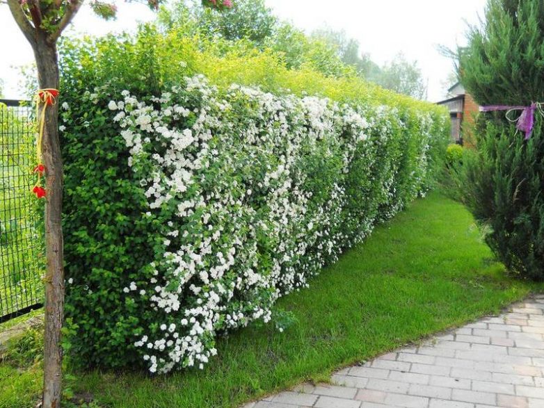 Все плюсы и минусы живой изгороди живая изгородь,интерьер,сделай сам