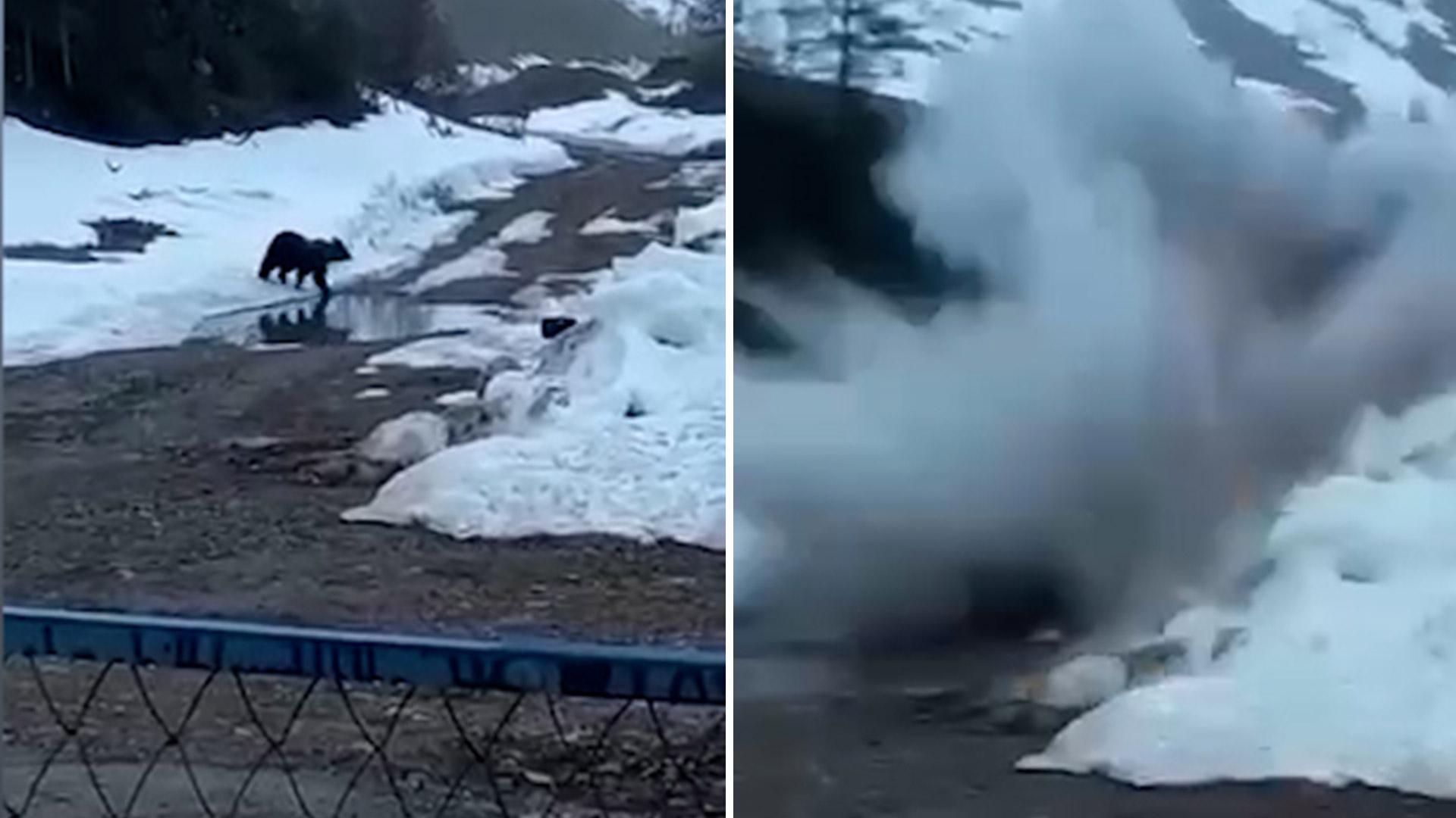 Медведь задрал вахтовиков в якутии. В Якутии взорвали медведя. Вахтовики взорвали медведя. Медведь Якутия вахтовики.