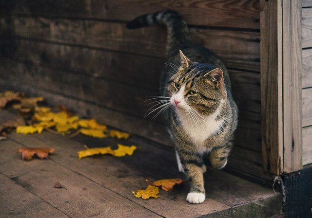 Приятно осенью быть кошкой... домашний очаг,животные,кошки,природа