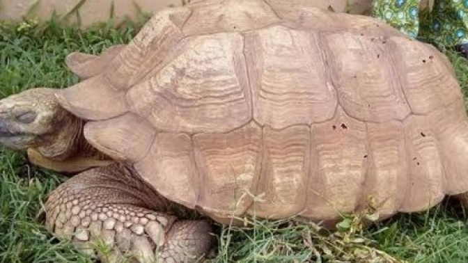 Впервые за 100 лет обнаружена редкая гигантская черепаха