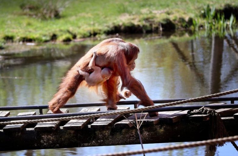 Мамочки и их детки Мамочки и их детки