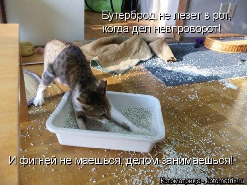 Лучшая котоматрица недели Лучшая котоматрица недели позитив,смешные картинки,юмор