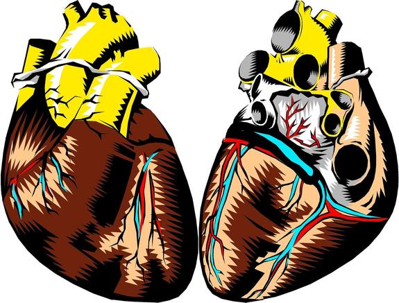 Кардиологи выяснили, почему сильный пол больше подвержен сердечным заболеваниям
