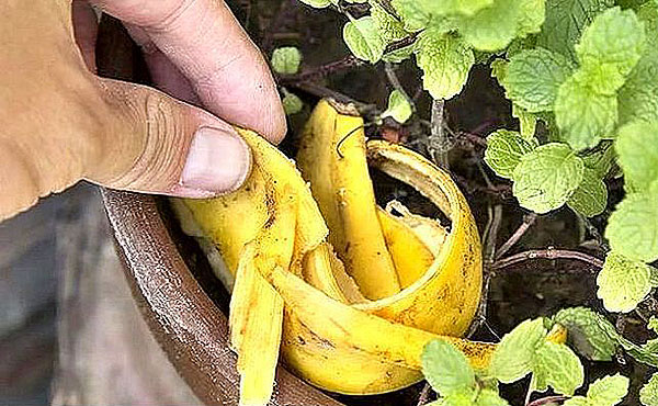 использование свежей банановой кожуры