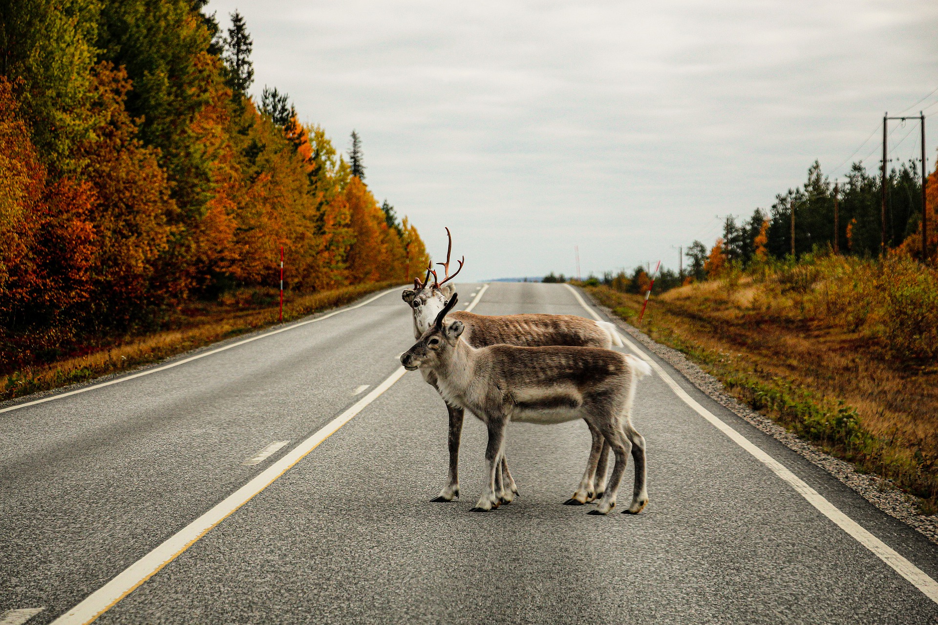 путь оленя. этапы жизни оленя. Photo 300 * 200 animals. путь оленя. путь оленя.
