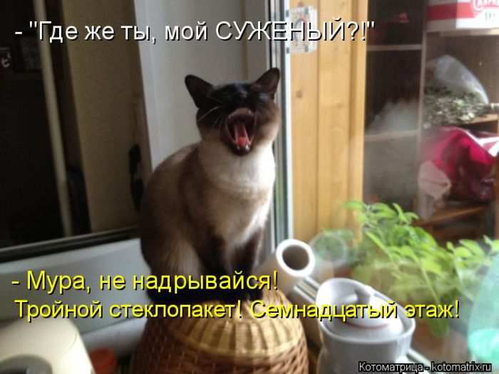 Кошарики :) Кошарики :)