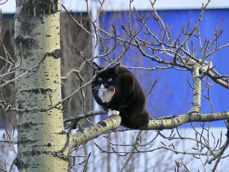 Весенние "летающие" коты)) веселье