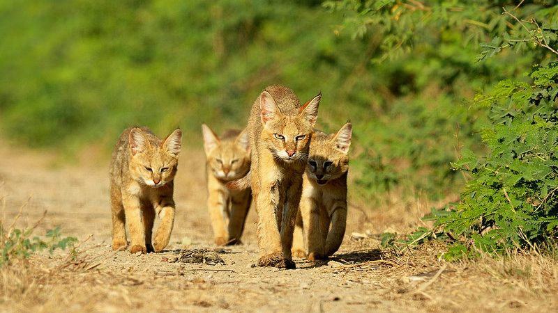 Опасная экспедиция, или Дикий-предикий камышовый кот животные,из жизни,Истории из жизни,позитив,Хохмы-байки