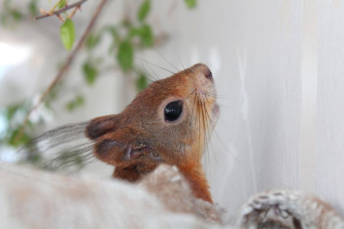 Животные, белка, позитив