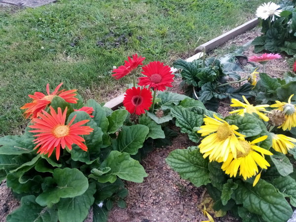 Доступный смартфон с флагманским дизайном и Доступный смартфон с флагманским дизайном и