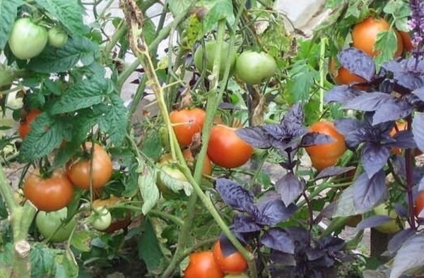chto_sadity_ryadom_s_tomatami3