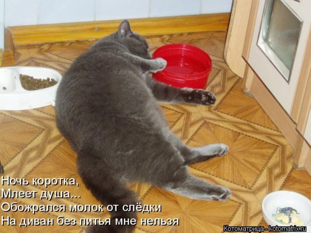 Самые смешные котоматрицы за прошедшую неделю
