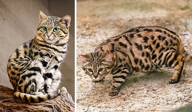 Дикие коты, о которых вы наверняка ничего не слышали